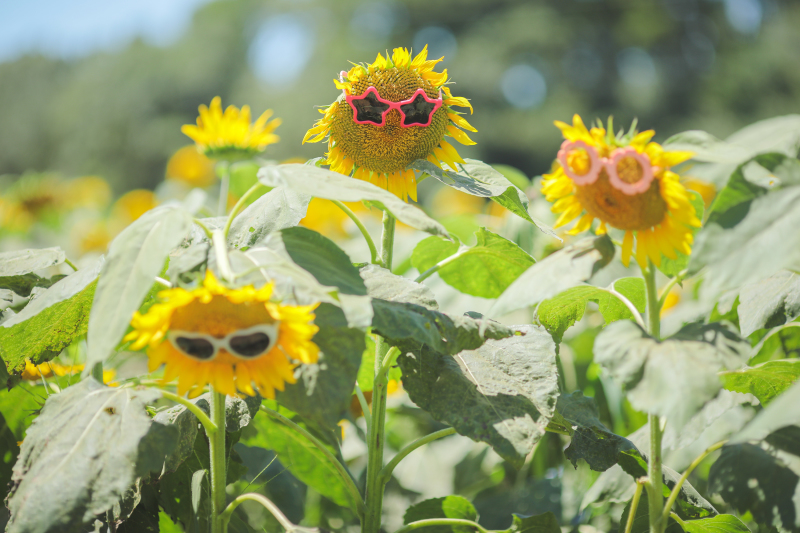 ひまわり三兄弟