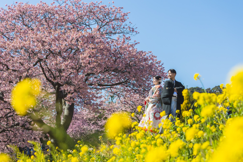 河津桜と菜の花