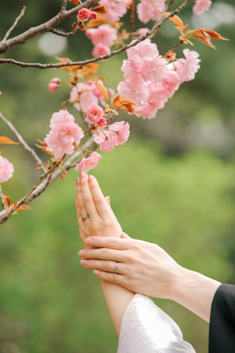 指輪と桜