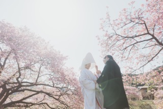 早咲きの桜、ご検討ください！