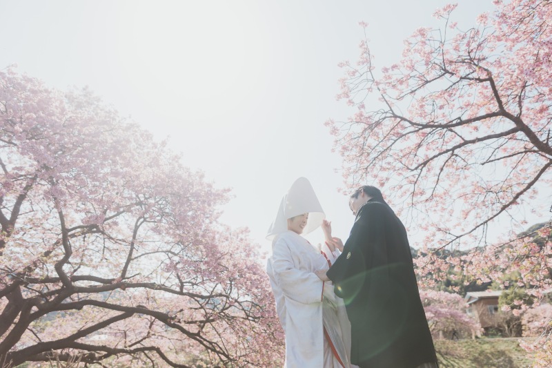 早咲きの桜、ご検討ください！