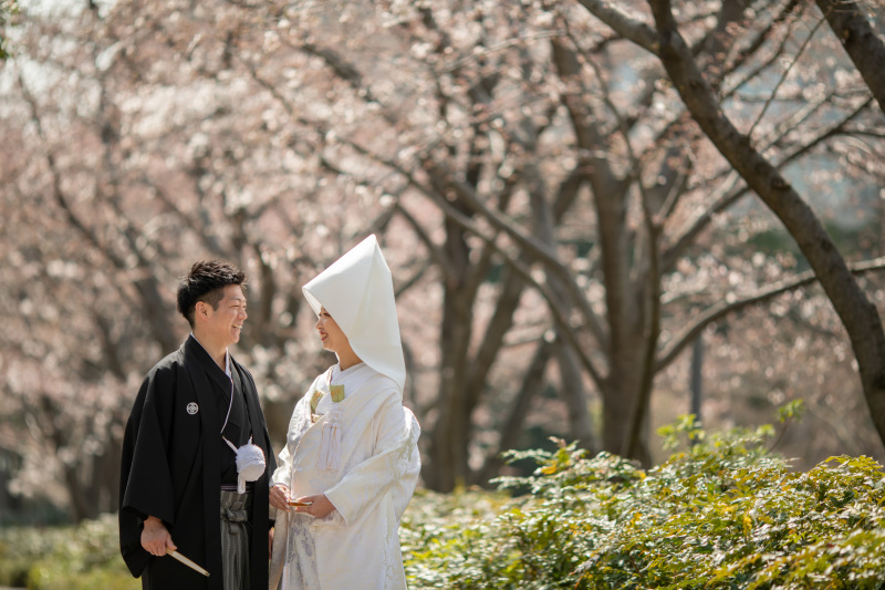 綿帽子と桜