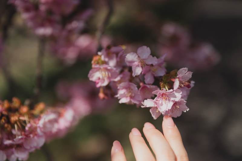 ネイルもピンクで桜に合わせて。