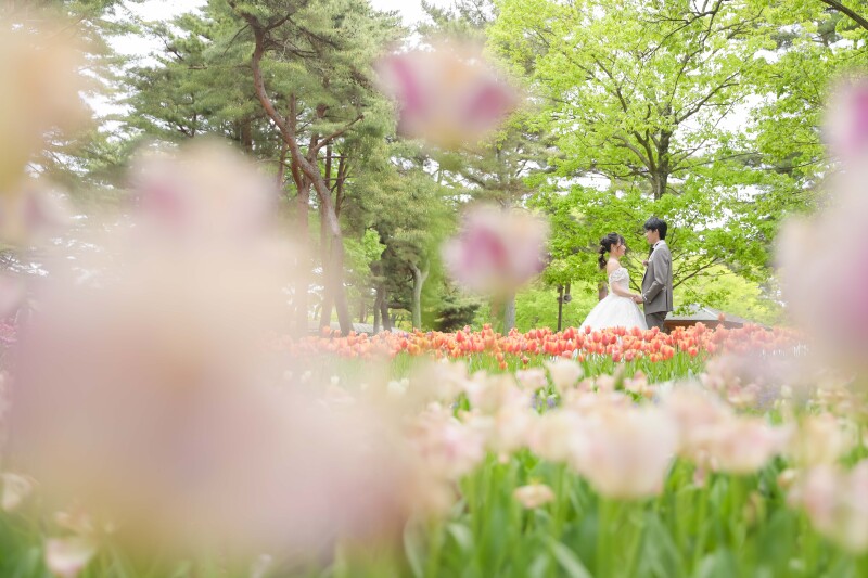 チューリップにかこまれて