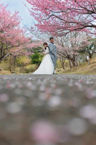 桜ロケーション