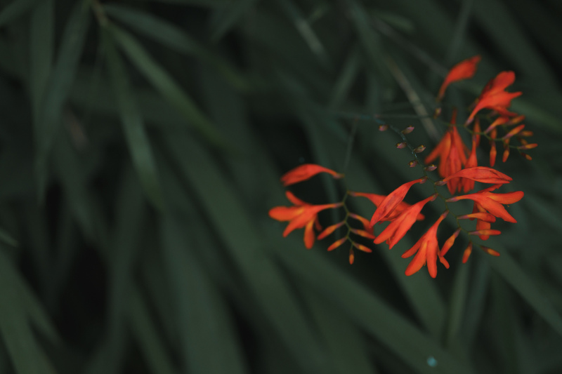 ヒメオウギズイセン