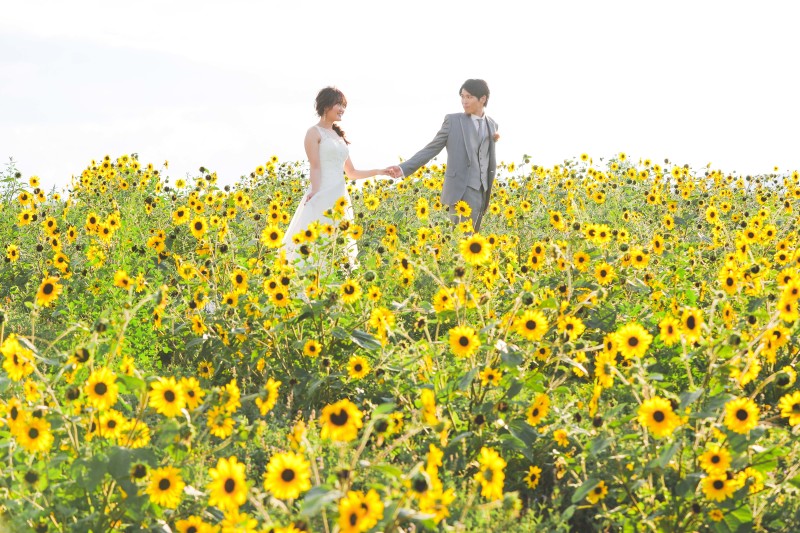 満開のひまわりと♪