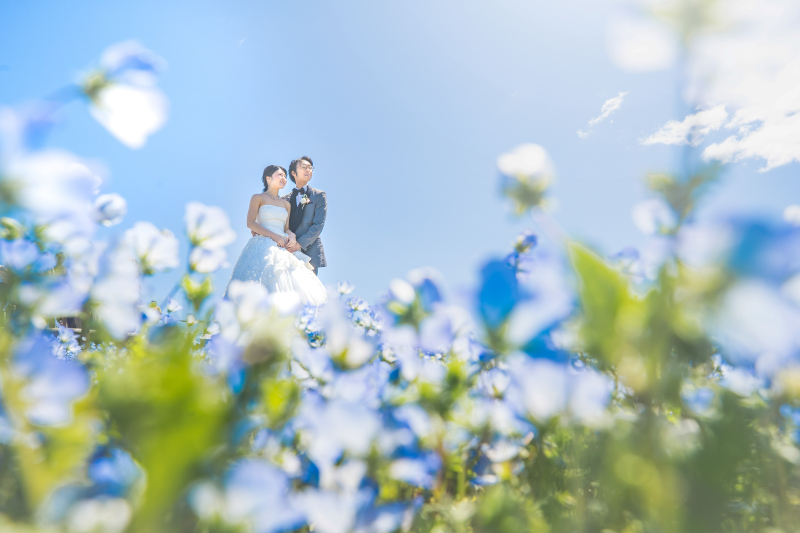 背が低いネモフィラもこの通り♪