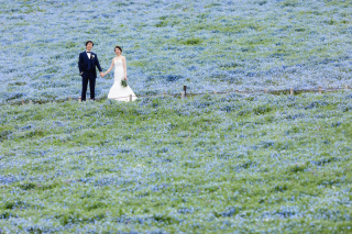 満開のネモフィラ！