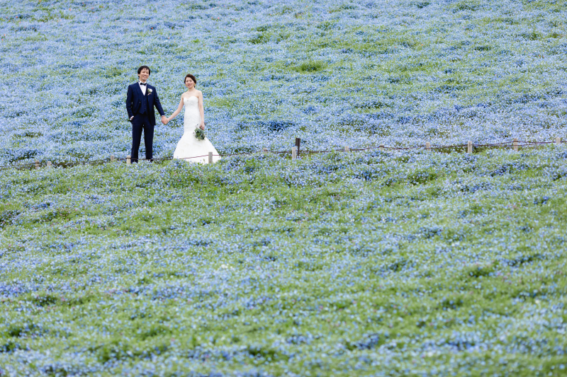 満開のネモフィラ！