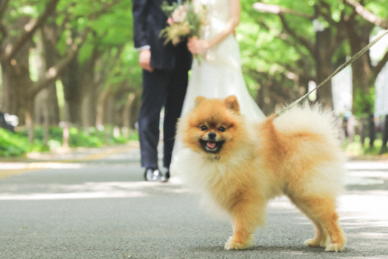 ペット主体の写真だって、おまかせください♪