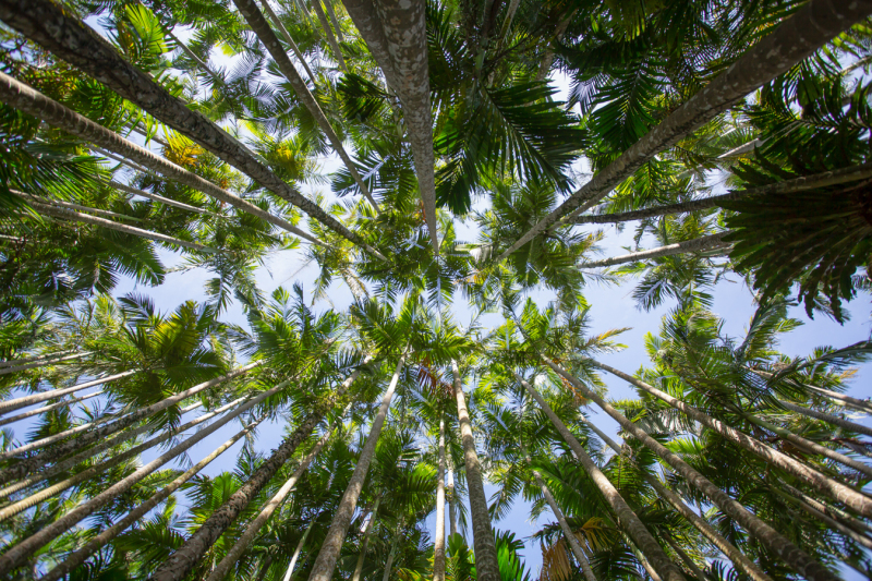 結婚式は緑が溢れる場所で♪