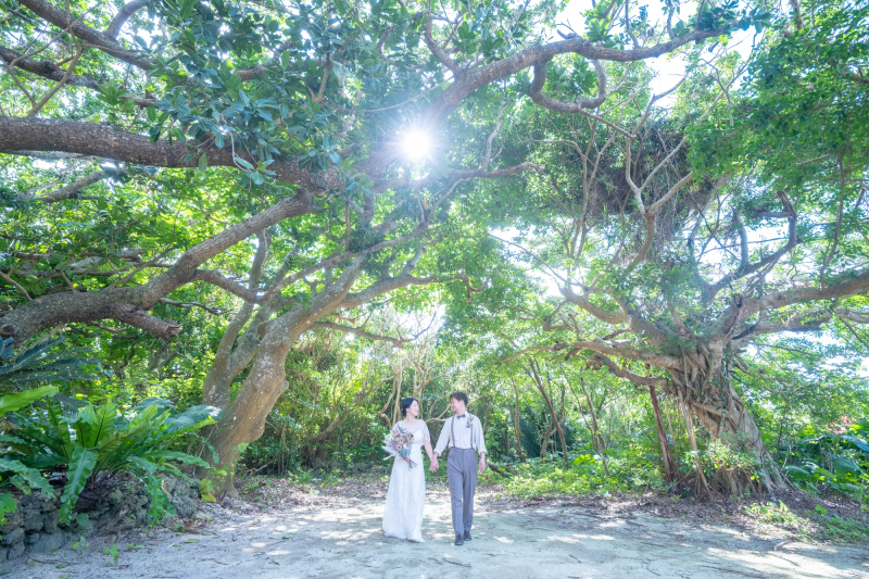 大きなガジュマルの木