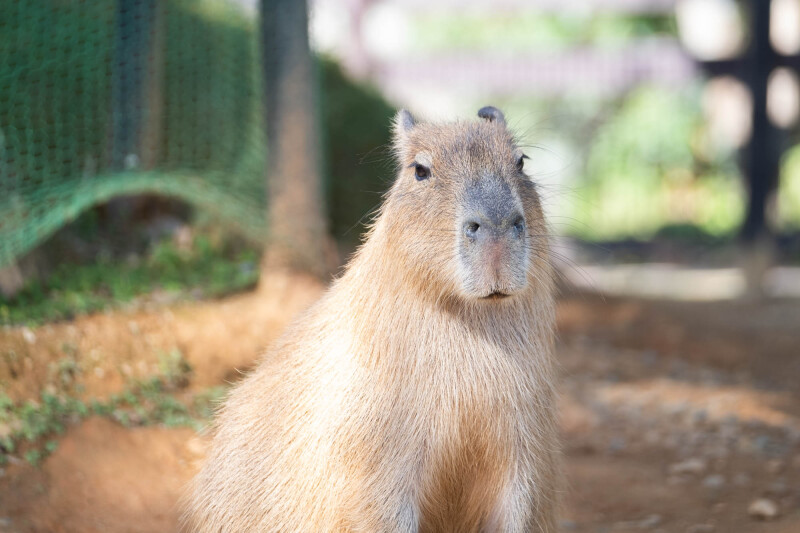なんと！ゲストは、カピバラさん！