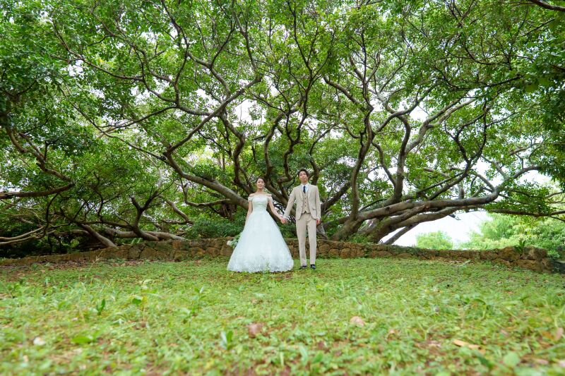 横に大きく広がったガジュマルの木