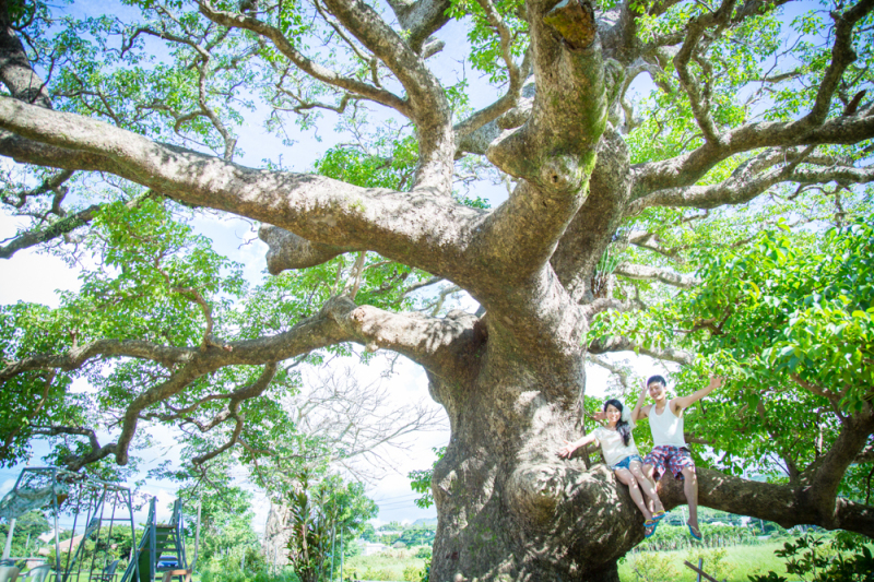 大きな木に登って