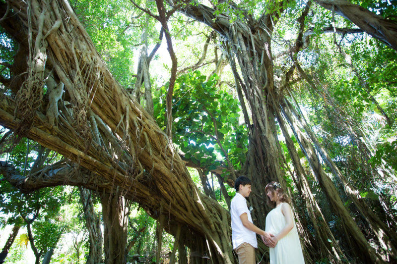 ガジュマルの木