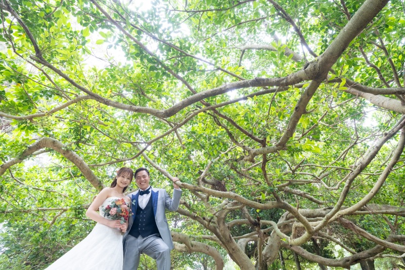 広がるガジュマルの木