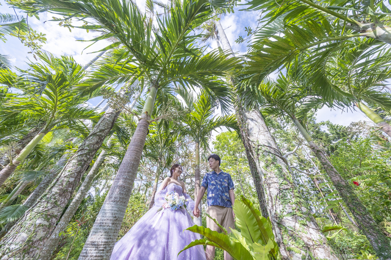 聳え立つヤシの木