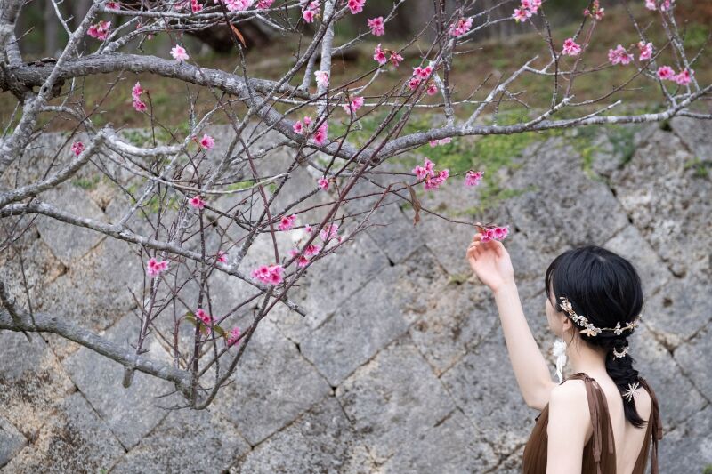 偶然出会った沖縄の桜