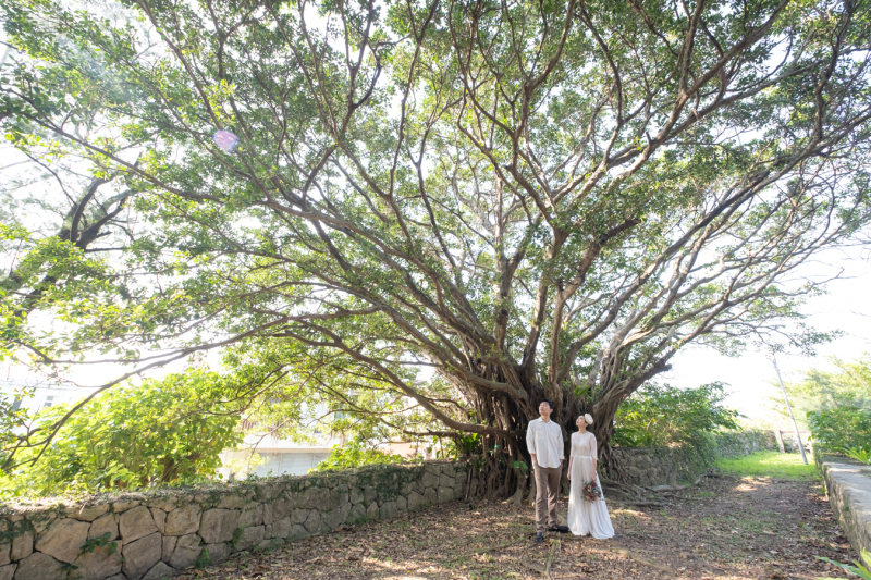 大きなガジュマルの木の下で
