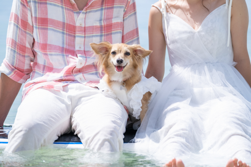 ワンちゃんも一緒にsupにのれます♪