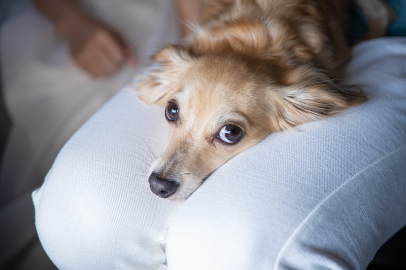 photo studio ouchi_ペットと一緒に撮影できる