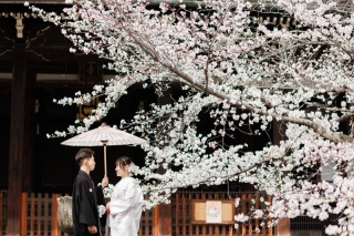スタジオゼロ京都本店_【春】大人気!!京都の桜前撮り