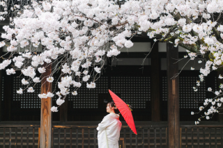 スタジオゼロ京都本店_【春】大人気!!京都の桜前撮り