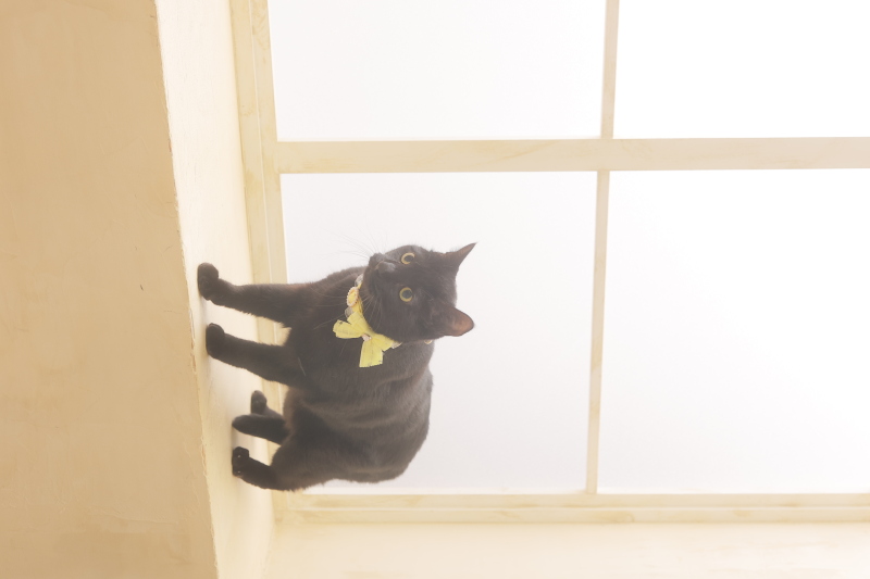 ねこちゃんソロ