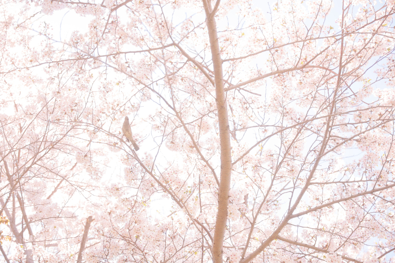 景色や出来事の記録