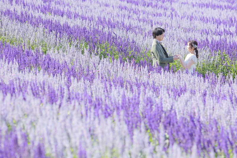 サルビアに囲まれて