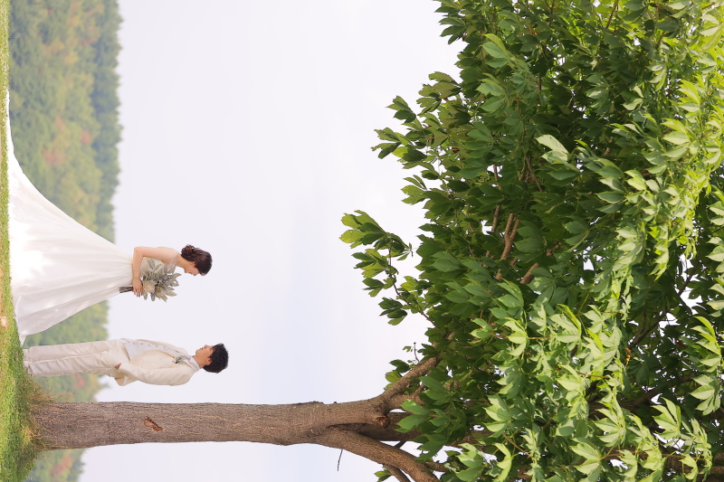 1本の大きな木の下で