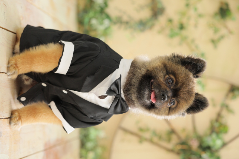 おめかししたポメさんが可愛すぎる♡