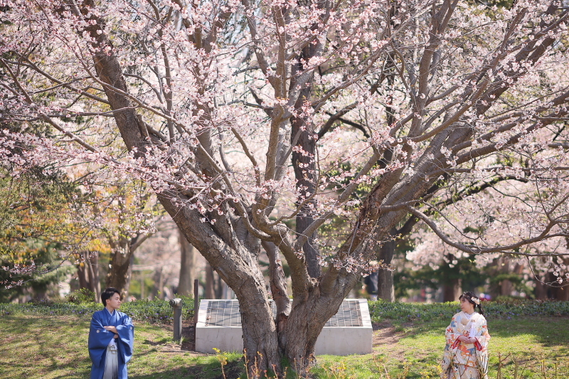 大きな一本桜と❁