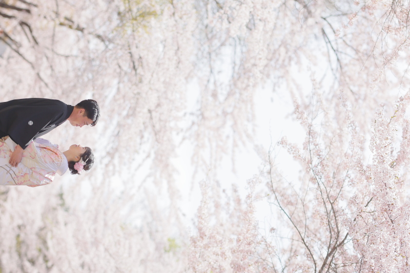広がる桜たち❀