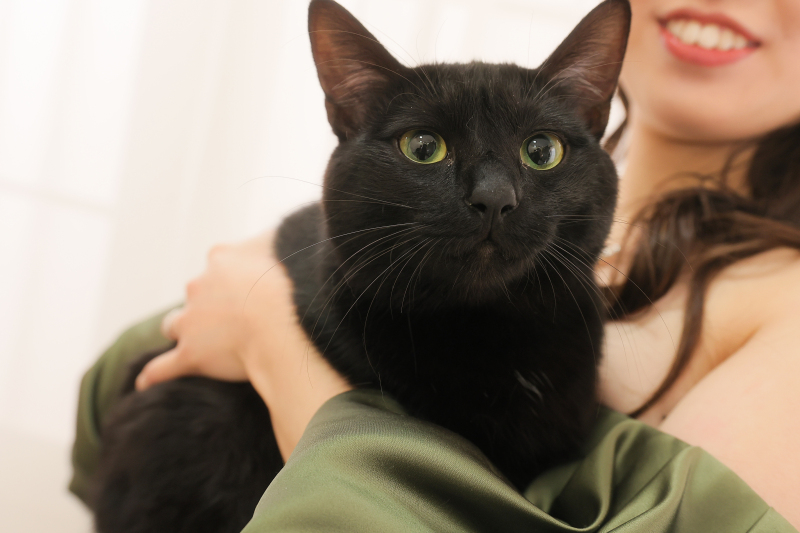 猫ちゃんバージョンも