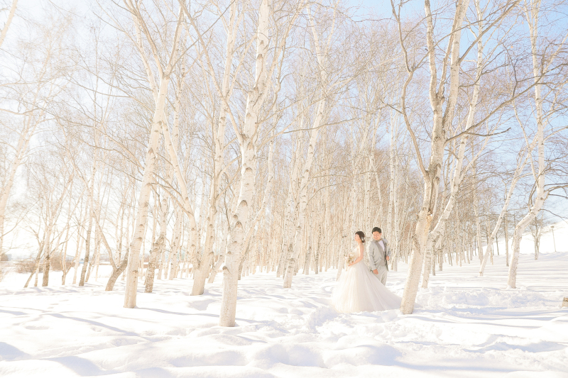 白樺の森の中。