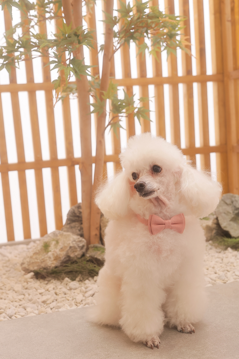 最後はソロショット