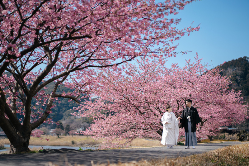 早咲きのさくら