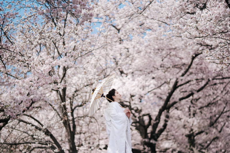 満開の桜をバックに