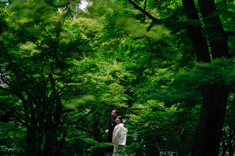 新緑のトンネル