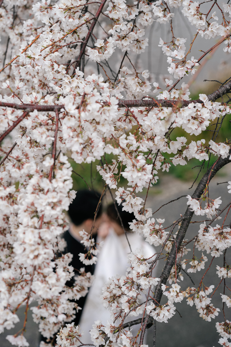 桜にピントを合わせて
