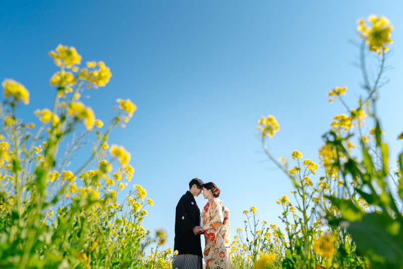菜の花と綺麗な空