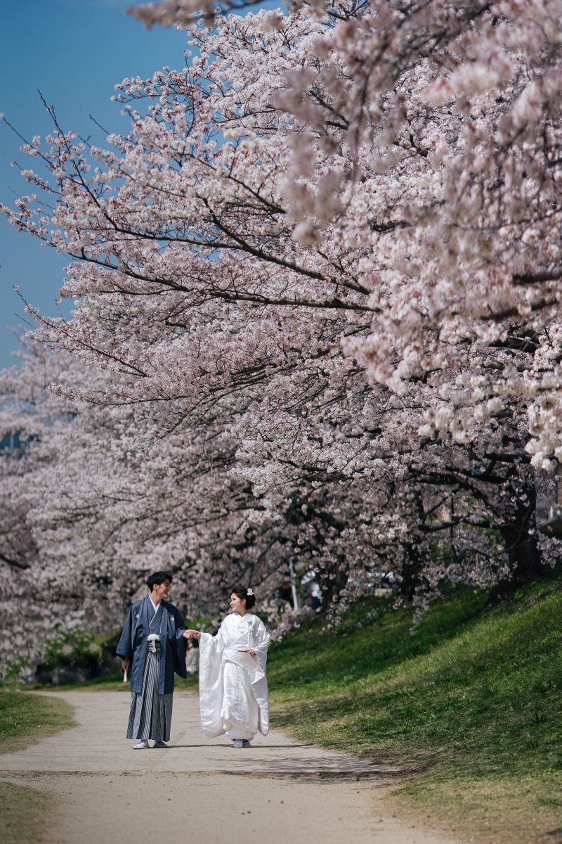 鴨川は桜の名所