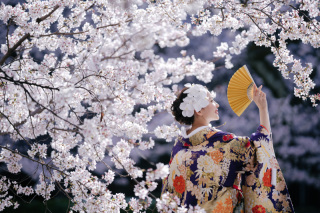 elle pupa_桜