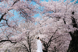elle pupa_桜