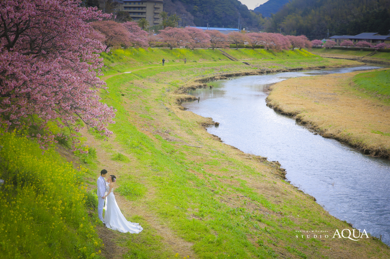 2月末に見頃を迎える河津桜