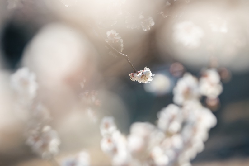 梅が綺麗に咲き始めました