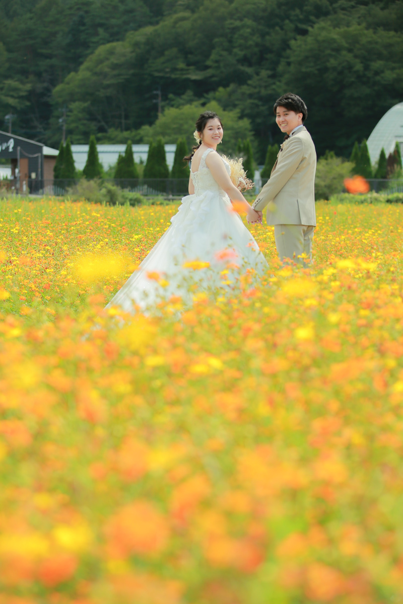 黄色いコスモス